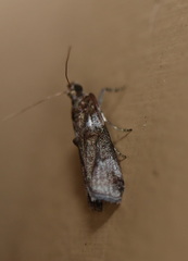 Conobathra hemichlaena