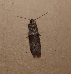 Conobathra hemichlaena