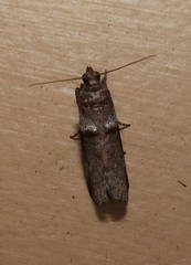 Conobathra hemichlaena