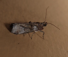 Conobathra hemichlaena
