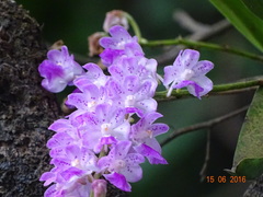 Aerides maculosa