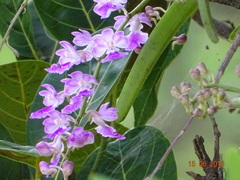 Aerides maculosa
