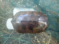 Mauremys mutica mutica