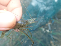 Macrobrachium nipponense