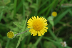 Pulicaria dysenterica dysenterica