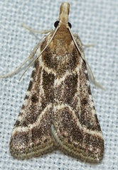 Stemmatophora borgialis