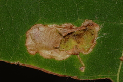 Amauromyza pleuralis