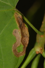 Amauromyza pleuralis