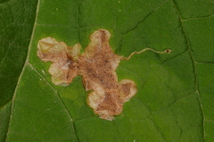 Amauromyza pleuralis