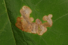 Amauromyza pleuralis