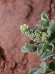 Chenopodium desertorum