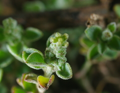 Chenopodium desertorum