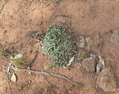 Chenopodium desertorum