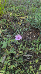 Convolvulus althaeoides althaeoides