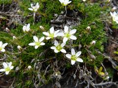 Minuartia recurva