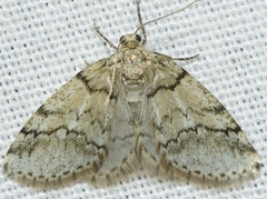 Tephronia lhommaria