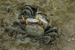 Macrophthalmus tomentosus