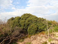 Euclea natalensis obovata