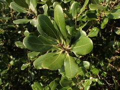 Euclea natalensis obovata