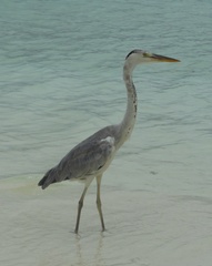 Pelecanus occidentalis