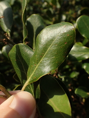 Euclea natalensis obovata