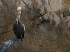Pelecanus occidentalis