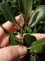 Euclea natalensis obovata