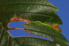 Agromyza aristata