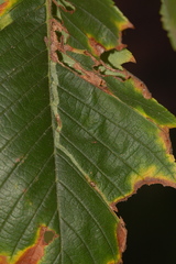 Agromyza aristata
