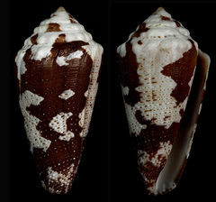 Conus aurantius