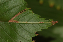Agromyza aristata
