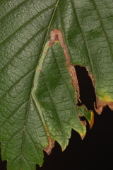 Agromyza aristata