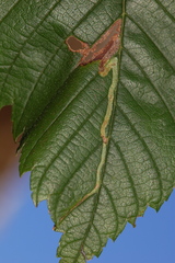 Agromyza aristata