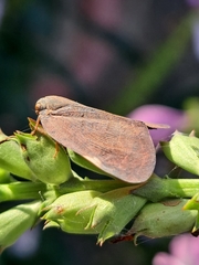 Ricania sublimata