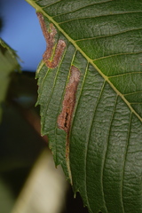 Agromyza aristata