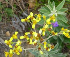 Senecio crenatus