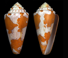 Conus aurantius