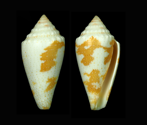 Conus aurantius observed 2014-08-14