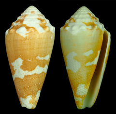 Conus aurantius