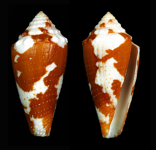 Conus aurantius observed 2015-09-18