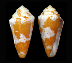 Conus aurantius