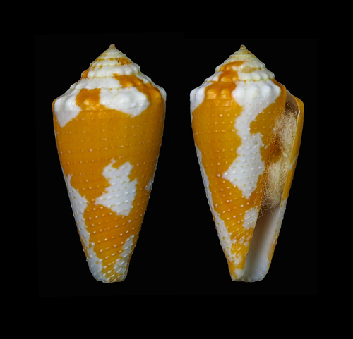 Conus aurantius observed 2015-09-18