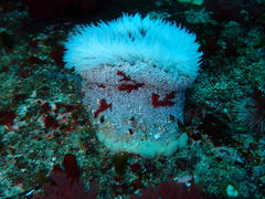Bunodactis reynaudi