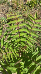 Ailanthus altissima