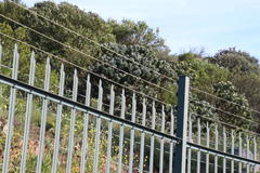 Leucospermum conocarpodendron conocarpodendron