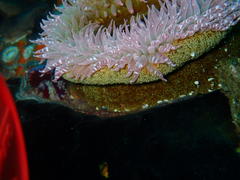 Bunodactis reynaudi