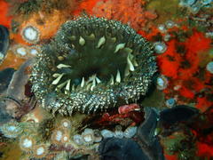Bunodactis reynaudi