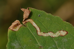 Liriomyza carphephori