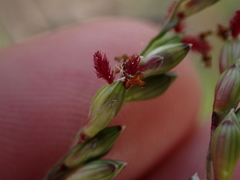 Panicum deustum