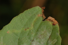 Liriomyza carphephori